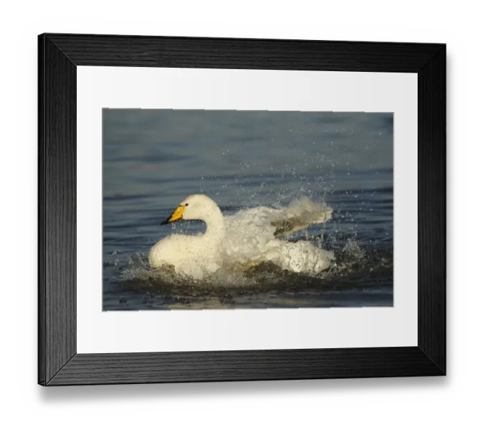Framed Print : Whooper Swan (Cygnus cygnus) adult, bathing and splashing water, Caerlaverock W. W. T Framed Print : Whooper Swan (Cygnus cygnus) adult, bathing and splashing water, Caerlaverock W. W. T