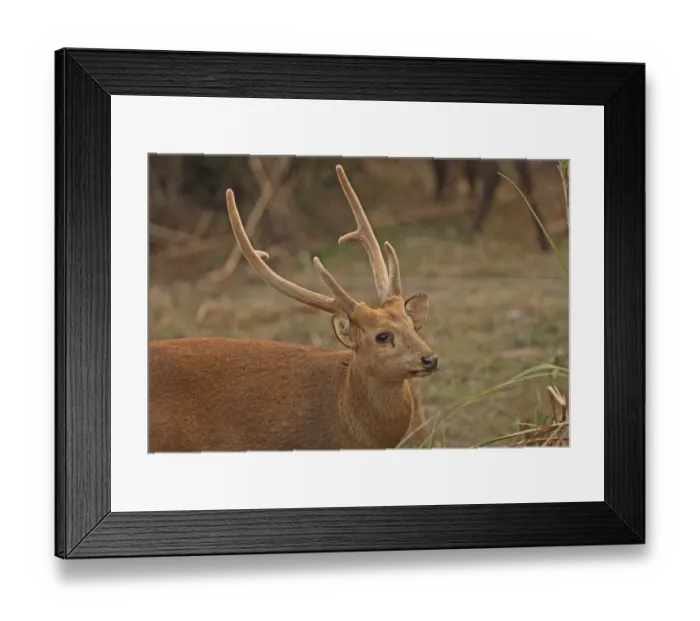 Framed Print : Hog Deer (Axis porcinus porcinus) adult male, close-up of head, with antlers in velvet, feeding, Kaziranga N. P Framed Print : Hog Deer (Axis porcinus porcinus) adult male, close-up of head, with antlers in velvet, feeding, Kaziranga N. P