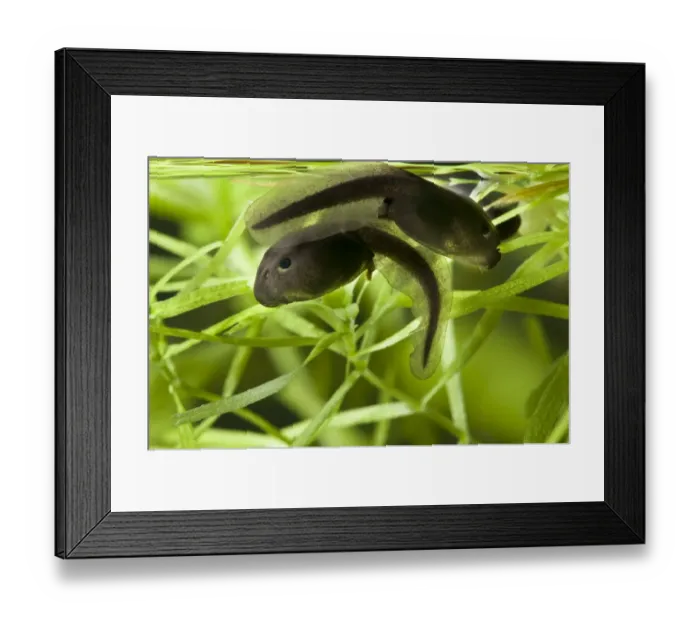 Framed Print : Common Toad (Bufo bufo) two tadpoles, swimming amongst pondweed, Belvedere, Bexley, Kent, England Framed Print : Common Toad (Bufo bufo) two tadpoles, swimming amongst pondweed, Belvedere, Bexley, Kent, England