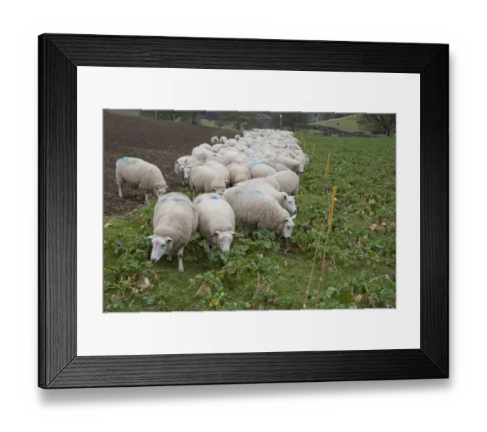 Framed Print : Domestic Sheep, Lleyn ewes, feeding, strip grazing Swede (Brassica napobrassica) crop, Welshpool, Powys, Wales Framed Print : Domestic Sheep, Lleyn ewes, feeding, strip grazing Swede (Brassica napobrassica) crop, Welshpool, Powys, Wales