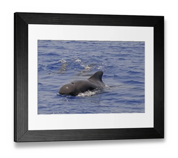 Framed Print : Short-finned Pilot Whale (Globicephala macrorhynchus) adult male, surfacing from water, Maldives, march Framed Print : Short-finned Pilot Whale (Globicephala macrorhynchus) adult male, surfacing from water, Maldives, march