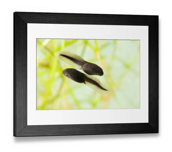 Framed Print : Common Toad (Bufo bufo) two tadpoles, swimming, Belvedere, Bexley, Kent, England Framed Print : Common Toad (Bufo bufo) two tadpoles, swimming, Belvedere, Bexley, Kent, England