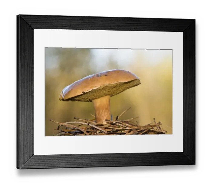 Framed Print : Bovine Bolete (Suillus bovinus) fruiting body, growing amongst fallen pine needles, Brede High Woods, West Sussex Framed Print : Bovine Bolete (Suillus bovinus) fruiting body, growing amongst fallen pine needles, Brede High Woods, West Sussex