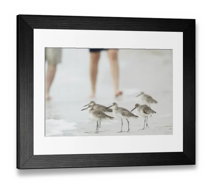 Framed Print : Willet (Catoptrophorus semipalmatus) adults, winter plumage, group standing at edge of water on beach Framed Print : Willet (Catoptrophorus semipalmatus) adults, winter plumage, group standing at edge of water on beach