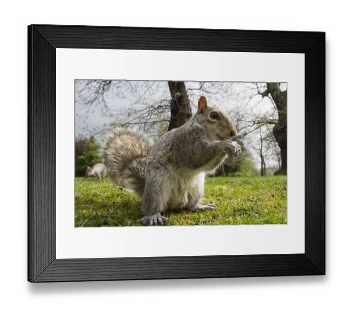 Framed Print : Eastern Grey Squirrel (Sciurus carolinensis) introduced species, adult, feeding, sitting on ground in city parkland Framed Print : Eastern Grey Squirrel (Sciurus carolinensis) introduced species, adult, feeding, sitting on ground in city parkland