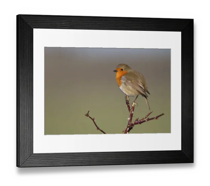 Framed Print : European Robin (Erithacus rubecula) adult, perched on wild rose stems, Berwickshire, Scottish Borders, Scotland