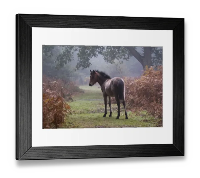 Framed Print : New Forest Pony, foal, standing beside bracken in autumn colour, in early morning mist, New Forest, Hampshire, England Framed Print : New Forest Pony, foal, standing beside bracken in autumn colour, in early morning mist, New Forest, Hampshire, England
