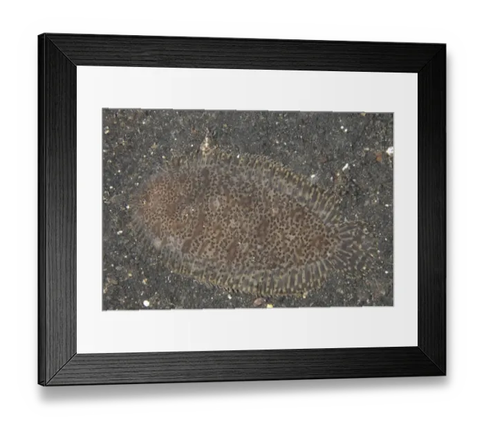 Framed Print : Carpet Sole (Liachirus melanospilus) adult, camouflaged on seabed at night, Lembeh Straits, Sulawesi, Sunda Islands Framed Print : Carpet Sole (Liachirus melanospilus) adult, camouflaged on seabed at night, Lembeh Straits, Sulawesi, Sunda Islands