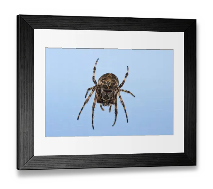 Framed Print : Furrow Orb-weaver Spider (Larinioides cornutus) adult, hanging in web, Dungeness RSPB Reserve, Kent, England, may Framed Print : Furrow Orb-weaver Spider (Larinioides cornutus) adult, hanging in web, Dungeness RSPB Reserve, Kent, England, may