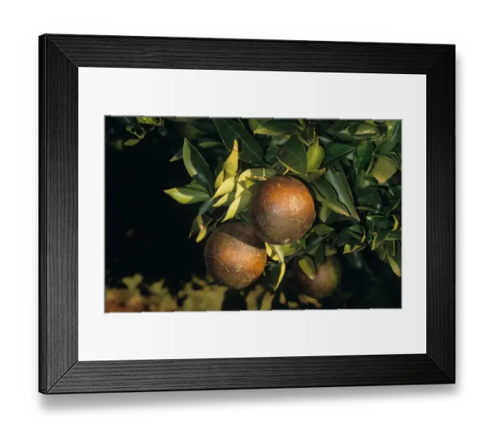 Framed Print : Orange (Citrus sinensis) fruit, damaged by Citrus Rust Mite (Phyllocoptruta oleivora) Framed Print : Orange (Citrus sinensis) fruit, damaged by Citrus Rust Mite (Phyllocoptruta oleivora)
