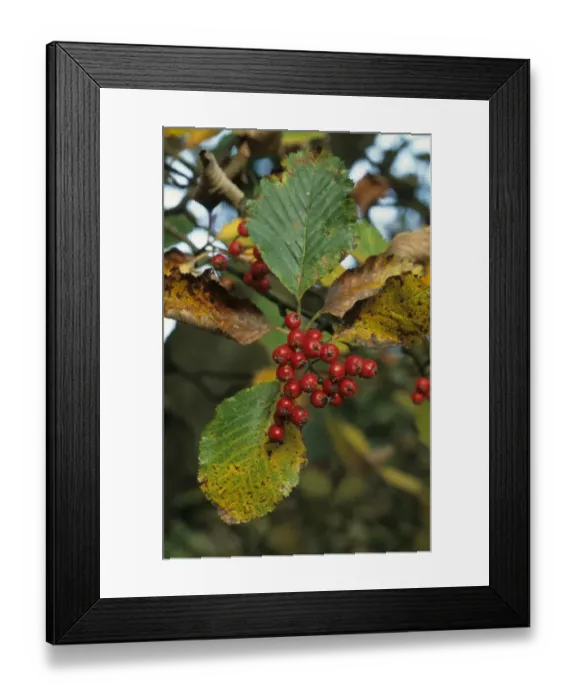 Framed Print : English Whitebeam (Sorbus anglica) close-up of fruit and leaves, England, autumn Framed Print : English Whitebeam (Sorbus anglica) close-up of fruit and leaves, England, autumn