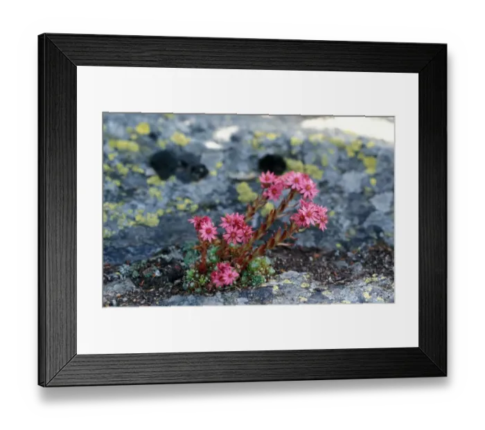 Framed Print : Cobweb Houseleek (Sempervivum arachnoideum) Gran Paradiso NP. Italy