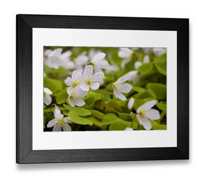 Framed Print : Wood Sorrel (Oxalis acetosella) flowering clump, growing in ancient deciduous woodland Framed Print : Wood Sorrel (Oxalis acetosella) flowering clump, growing in ancient deciduous woodland