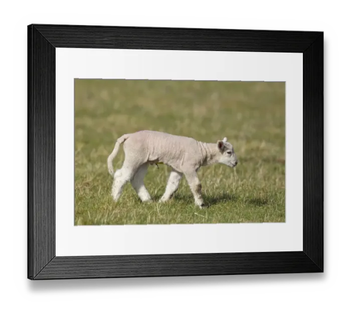 Framed Print : Domestic Sheep, mule lamb, four-days old, with docking ring on tail, walking in pasture, Suffolk, England, february Framed Print : Domestic Sheep, mule lamb, four-days old, with docking ring on tail, walking in pasture, Suffolk, England, february