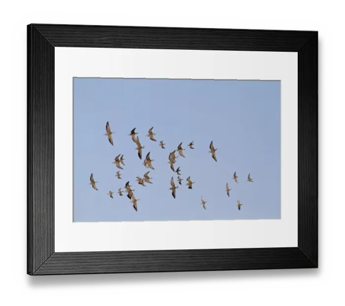 Framed Print : Ruff (Philomachus pugnax) and Dunlin (Calidris alpina) mixed flock, winter plumage, in flight, Norfolk, England, march Framed Print : Ruff (Philomachus pugnax) and Dunlin (Calidris alpina) mixed flock, winter plumage, in flight, Norfolk, England, march