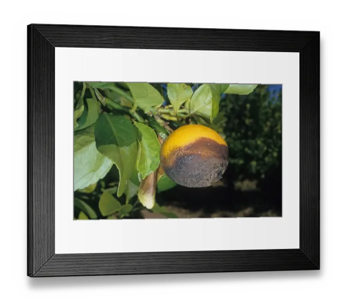 Framed Print : Lemon (Citrus limon) close-up of fruit, damaged by Stem End Rot (Phomopsis citri)