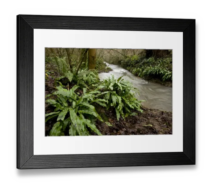 Framed Print : Hart s-tongue Fern (Phyllitis scolopendrium) fronds, growing on bank of stream, tributary of Mells River, Mendips