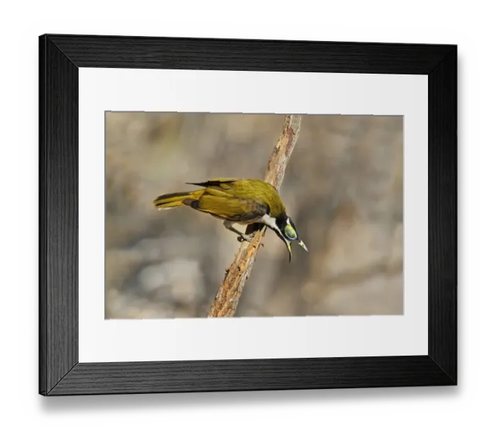 Framed Print : Blue-faced Honeyeater (Entomyzon cyanotis) immature male, calling in aggressive behaviour, perched on branch Framed Print : Blue-faced Honeyeater (Entomyzon cyanotis) immature male, calling in aggressive behaviour, perched on branch
