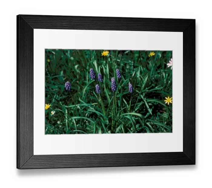 Framed Print : Flower - Hyacinth Grape Small (Muscari botryodes) of plant in flower Framed Print : Flower - Hyacinth Grape Small (Muscari botryodes) of plant in flower