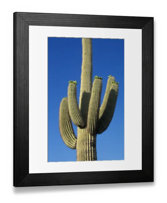 Framed Print : Cacti Saguaro (Carnegiea gigantea) showing typical arm development on mature plants Framed Print : Cacti Saguaro (Carnegiea gigantea) showing typical arm development on mature plants
