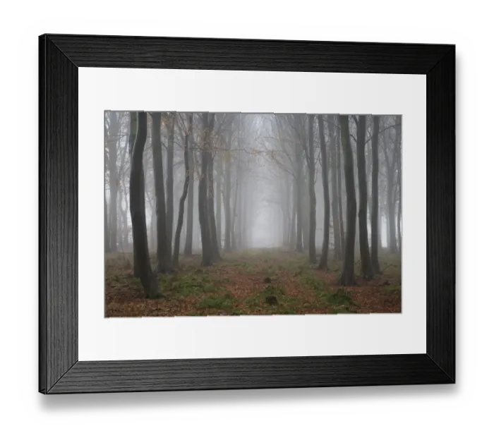 Framed Print : Trees in deciduous woodland shrouded with freezing fog, Gilling Wood, near Ampleforth, North Yorkshire, England Framed Print : Trees in deciduous woodland shrouded with freezing fog, Gilling Wood, near Ampleforth, North Yorkshire, England