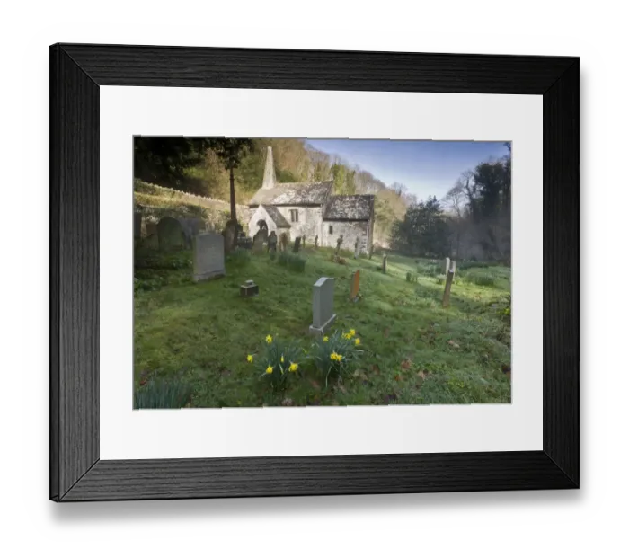 Framed Print : View of church with Daffodils (Narcissus pseudonarcissus) flowering amongst gravestones in churchyard Framed Print : View of church with Daffodils (Narcissus pseudonarcissus) flowering amongst gravestones in churchyard