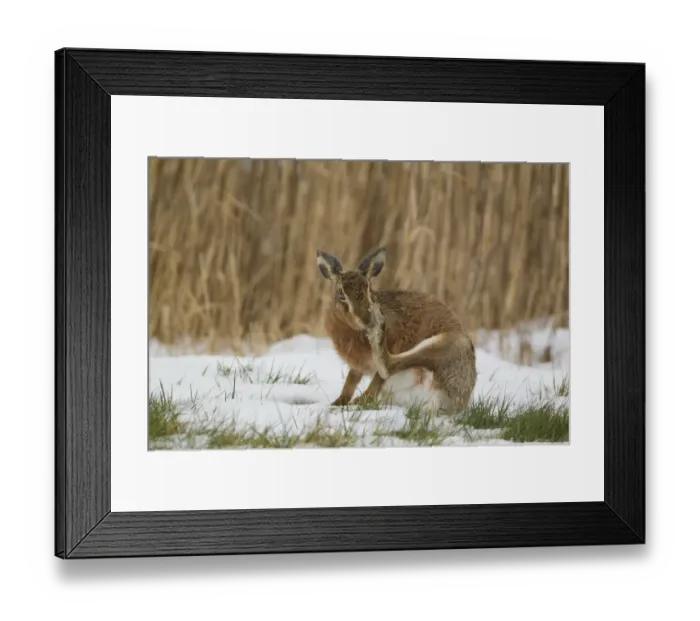 Framed Print : European Hare (Lepus europaeus) adult, scratching nose with hind foot, sitting on snow in field, Suffolk, England Framed Print : European Hare (Lepus europaeus) adult, scratching nose with hind foot, sitting on snow in field, Suffolk, England