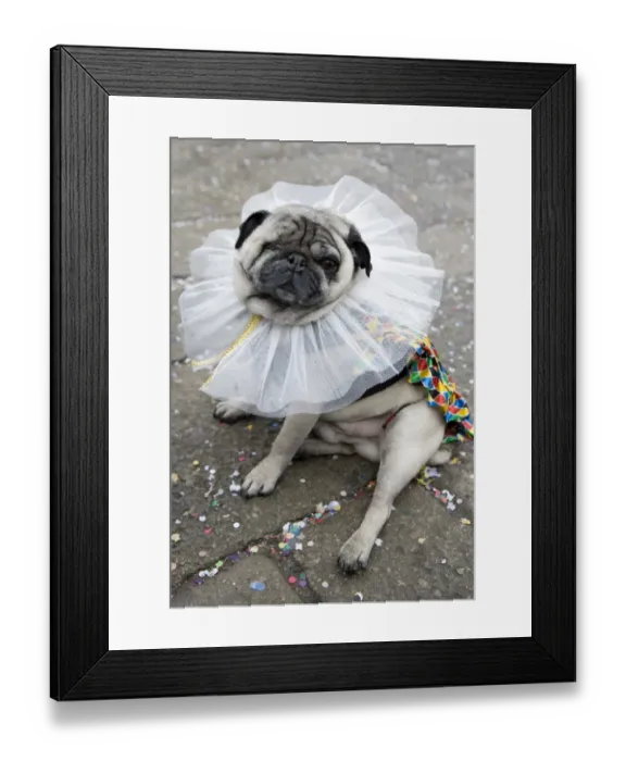 Framed Print : Domestic Dog, Pug, adult, dressed in fancy dress costume for carnival, Venice, Veneto, Italy, february Framed Print : Domestic Dog, Pug, adult, dressed in fancy dress costume for carnival, Venice, Veneto, Italy, february