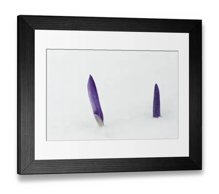 Framed Print : Crocus (Crocus sp. ) flowering, emerging through snow, Essex, England, february Framed Print : Crocus (Crocus sp. ) flowering, emerging through snow, Essex, England, february