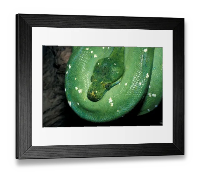 Framed Print : Green Tree Python (Chondroptyhon viridis) Native New Guinea / coiled Framed Print : Green Tree Python (Chondroptyhon viridis) Native New Guinea / coiled