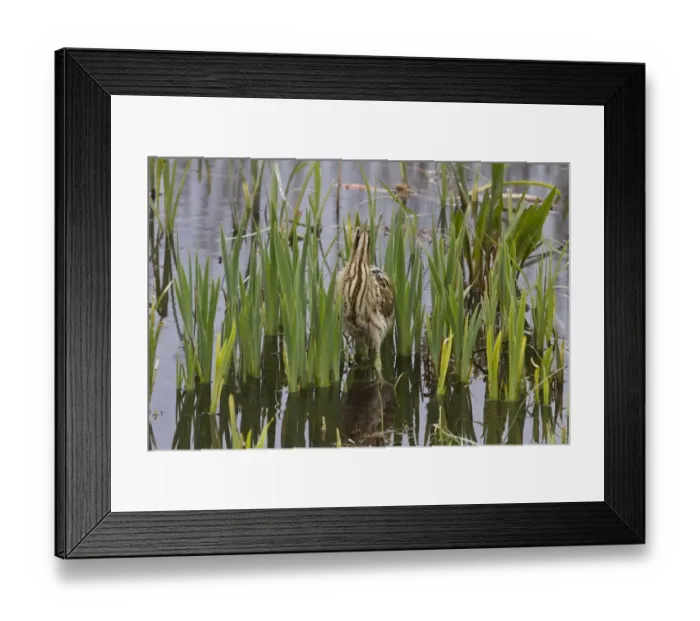 Framed Print : Great Bittern have a boss-eyed looking which helps them catch small fish and other prey items. RSPB Minsmere, Suffolk Framed Print : Great Bittern have a boss-eyed looking which helps them catch small fish and other prey items. RSPB Minsmere, Suffolk