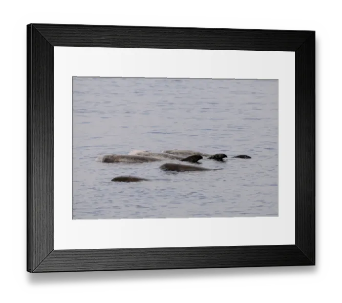 Framed Print : Rissos Dolphin (Grampus griseus) pod, with heavily scarred individuals, resting or logging at surface of water Framed Print : Rissos Dolphin (Grampus griseus) pod, with heavily scarred individuals, resting or logging at surface of water