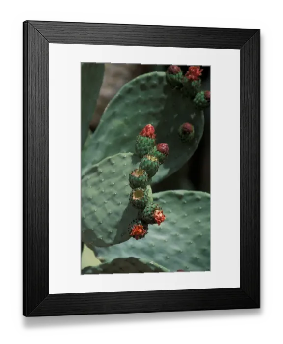 Framed Print : Cacti Common Beavertail (Opuntia basilaris) Framed Print : Cacti Common Beavertail (Opuntia basilaris)