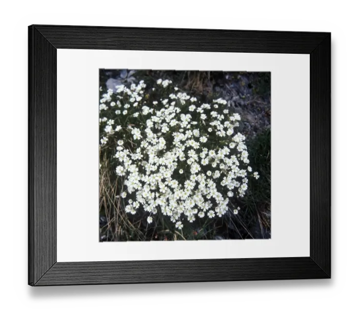Framed Print : Flower - Stitchwort Alpine (Stellaria alpina) Close-up of plant in flower Framed Print : Flower - Stitchwort Alpine (Stellaria alpina) Close-up of plant in flower