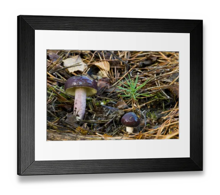 Framed Print : Primrose Brittlegill (Russula sardonia) fruiting bodies, growing amongst fallen pine needles, Brede High Woods Framed Print : Primrose Brittlegill (Russula sardonia) fruiting bodies, growing amongst fallen pine needles, Brede High Woods