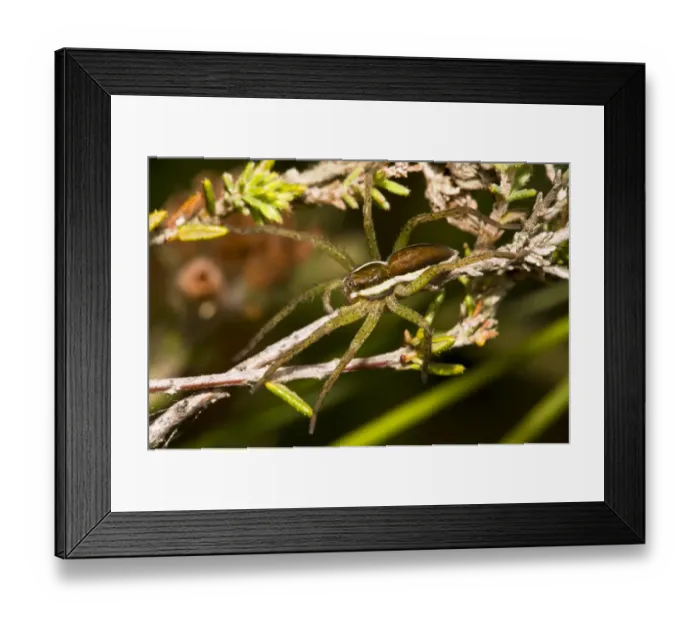 Framed Print : Raft Spider (Dolomedes fimbriatus) juvenile, straddling heather stems, Thursley Common National Nature Reserve, Surrey Framed Print : Raft Spider (Dolomedes fimbriatus) juvenile, straddling heather stems, Thursley Common National Nature Reserve, Surrey
