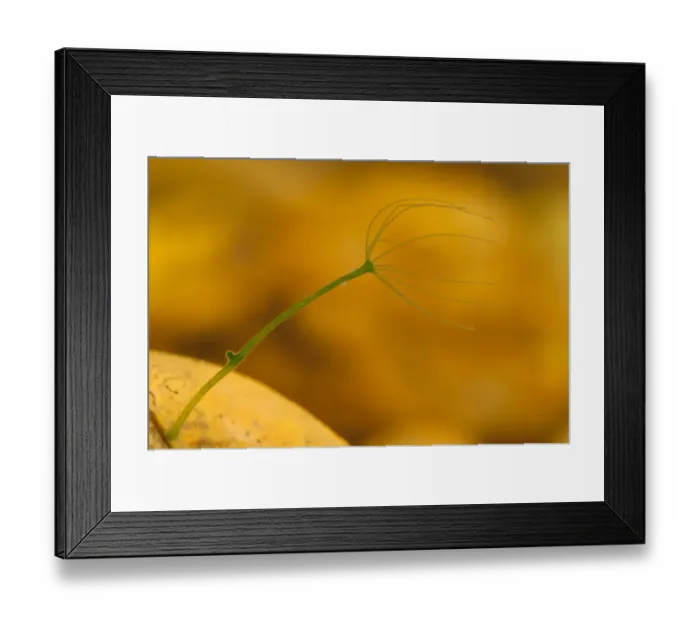 Framed Print : Green Hydra (Chlorohydra viridissima) adult, in process of asexual reproduction with new bud just forming