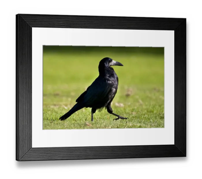 Framed Print : Rook (Corvus frugilegus) adult, walking across field, Shanklin, Isle of Wight, England, july