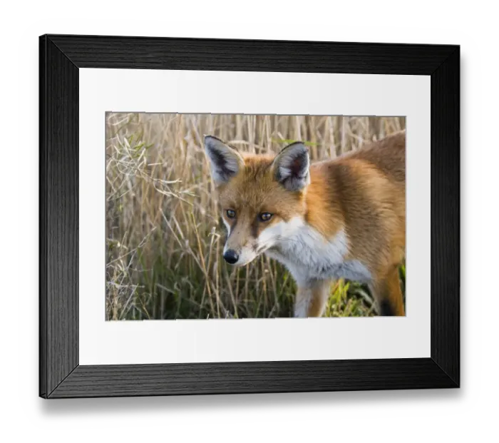 Framed Print : European Red Fox (Vulpes vulpes) adult, close-up of head, Crossness Nature Reserve, Bexley, Kent, England, january Framed Print : European Red Fox (Vulpes vulpes) adult, close-up of head, Crossness Nature Reserve, Bexley, Kent, England, january