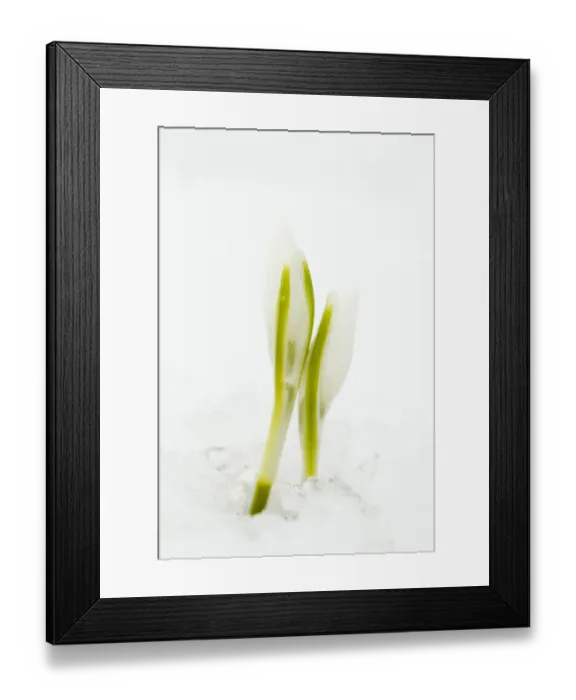 Framed Print : Snowdrop (Galanthus nivalis) flowerbuds, emerging through snow, Essex, England, february Framed Print : Snowdrop (Galanthus nivalis) flowerbuds, emerging through snow, Essex, England, february