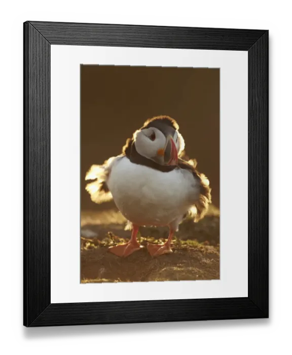 Framed Print : Atlantic Puffin (Fratercula arctica) adult, backlit with wind blowing through feathers, Skomer Island, Pembrokeshire Framed Print : Atlantic Puffin (Fratercula arctica) adult, backlit with wind blowing through feathers, Skomer Island, Pembrokeshire