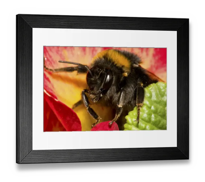 Framed Print : Buff-tailed Bumblebee (Bombus terrestris) adult, with tick on shoulder, emerging from Polyanthus Primrose Framed Print : Buff-tailed Bumblebee (Bombus terrestris) adult, with tick on shoulder, emerging from Polyanthus Primrose