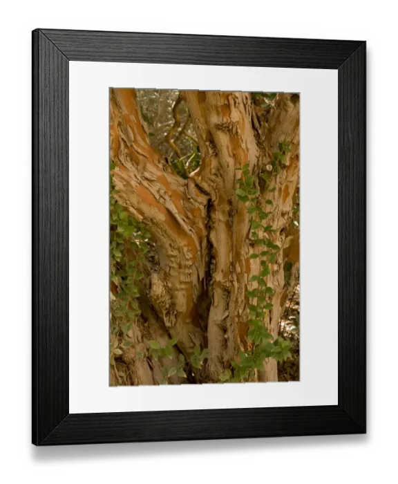 Framed Print : Common Myrtle (Myrtus communis) introduced species, close-up of ancient trunk, Arizona, U. S. A. february Framed Print : Common Myrtle (Myrtus communis) introduced species, close-up of ancient trunk, Arizona, U. S. A. february