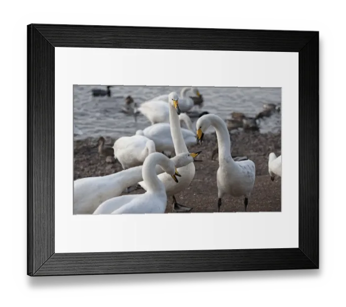 Framed Print : Whooper Swan (Cygnus cygnus) adults, fighting over food at edge of lake, Martin Mere, Lancashire, England, march