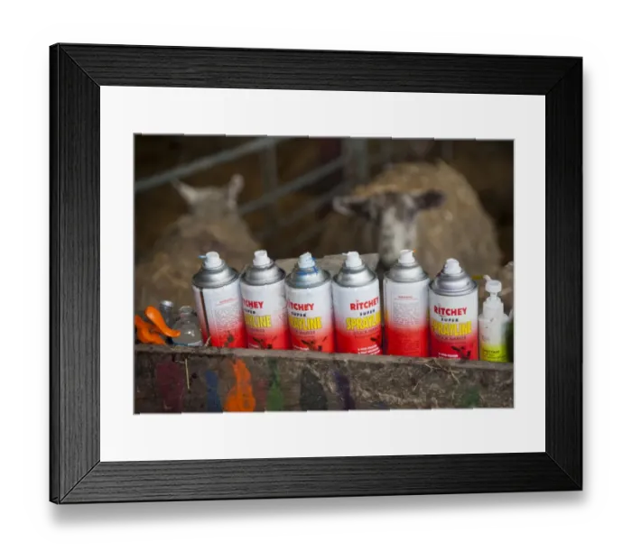 Framed Print : Sheep farming, spray stock markers in trough, with Texel cross mule ewes in lambing shed, Welshpool, Powys, Wales