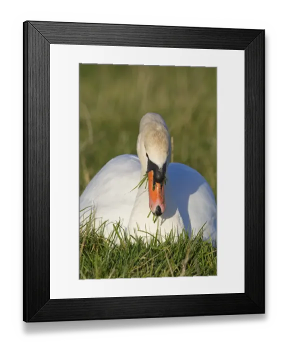Framed Print : Mute Swan (Cygnus olor) adult, feeding, grazing on grass, Suffolk, England, february