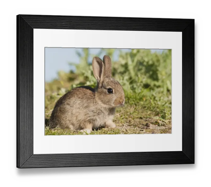 Framed Print : European Rabbit (Oryctolagus cuniculus) baby, basking in sunshine on farmland, near Dungeness, Kent, England, may