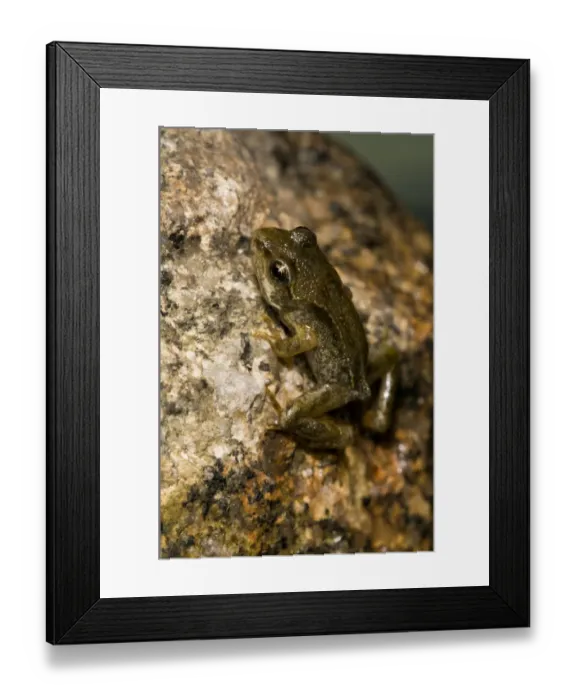 Framed Print : Common Frog (Rana temporaria) juvenile, emerging from water, Belvedere, Bexley, Kent, England, june Framed Print : Common Frog (Rana temporaria) juvenile, emerging from water, Belvedere, Bexley, Kent, England, june