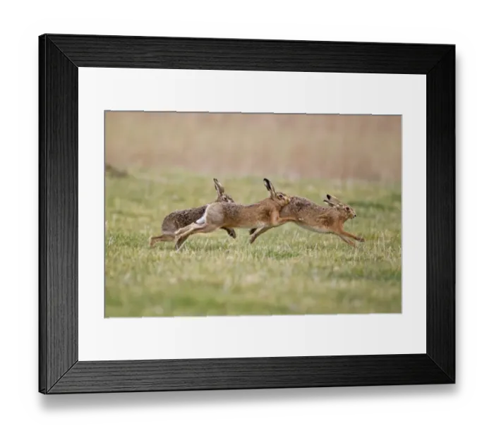 Framed Print : European Hare (Lepus europaeus) three adults, running, two males chasing one female, Suffolk, England, february