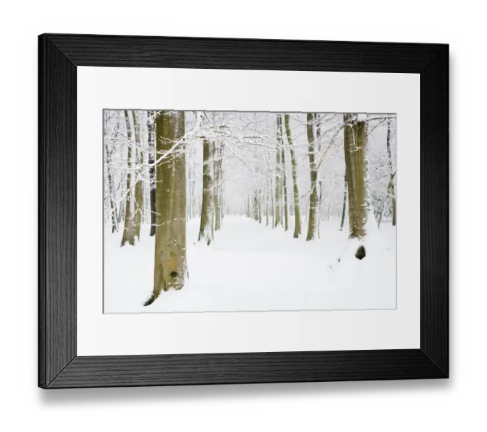 Framed Print : Snow covered deciduous woodland habitat, Brentwood, Essex, England, february Framed Print : Snow covered deciduous woodland habitat, Brentwood, Essex, England, february